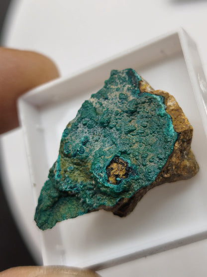 Chrysokoll Springbok Südafrika | Natürliches Sammlermineral | Muster 1 oder 2 Kristall Sammler roh Mineralien Geschenk