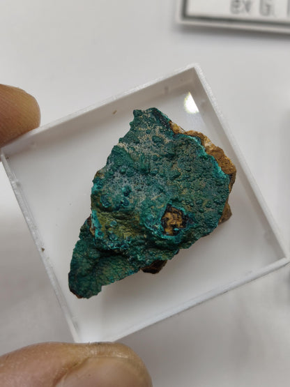Chrysokoll Springbok Südafrika | Natürliches Sammlermineral | Muster 1 oder 2 Kristall Sammler roh Mineralien Geschenk