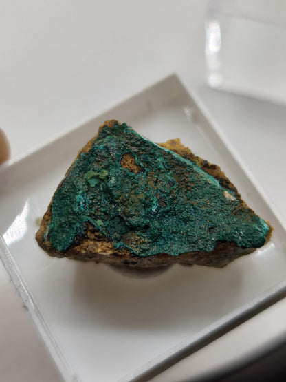 Chrysokoll Springbok Südafrika | Natürliches Sammlermineral | Muster 1 oder 2 Kristall Sammler roh Mineralien Geschenk