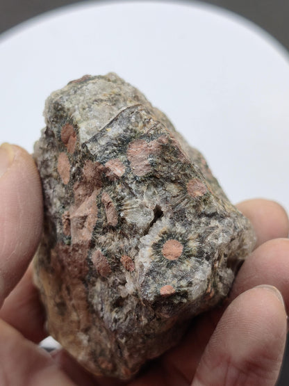 8 Vein Ocean Jasper orbicular raw specimen stone rarity natural healing stone decor crystal gift him her man woman house energy rare collector