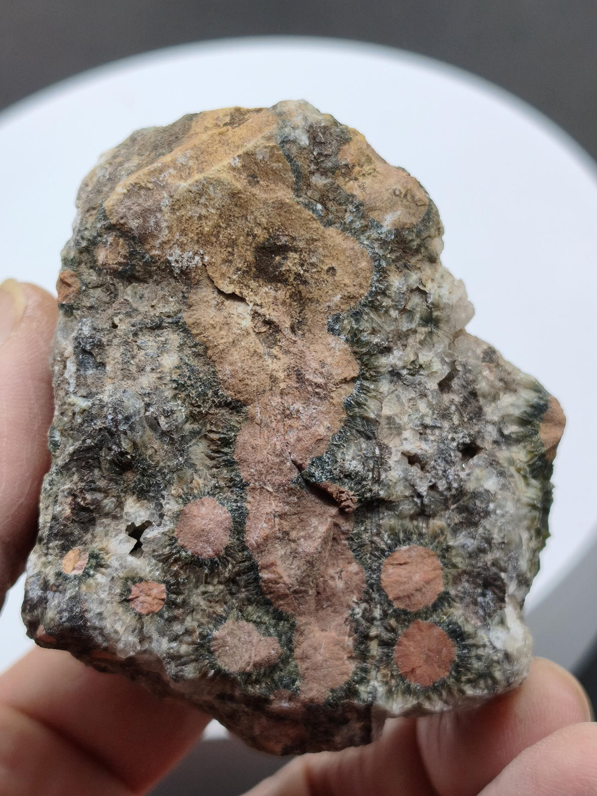 8 Vein Ocean Jasper orbicular raw specimen stone rarity natural healing stone decor crystal gift him her man woman house energy rare collector