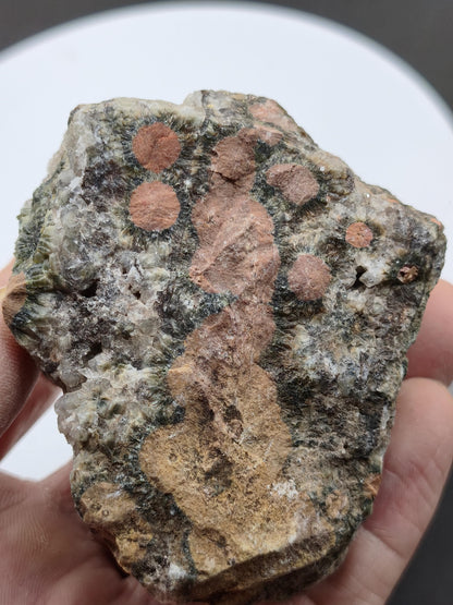 8 Vein Ocean Jasper orbicular raw specimen stone rarity natural healing stone decor crystal gift him her man woman house energy rare collector