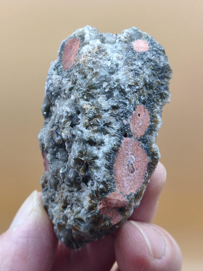 8 Vein Ocean Jasper orbicular raw specimen stone rarity natural healing stone decor crystal gift him her man woman house energy rare collector