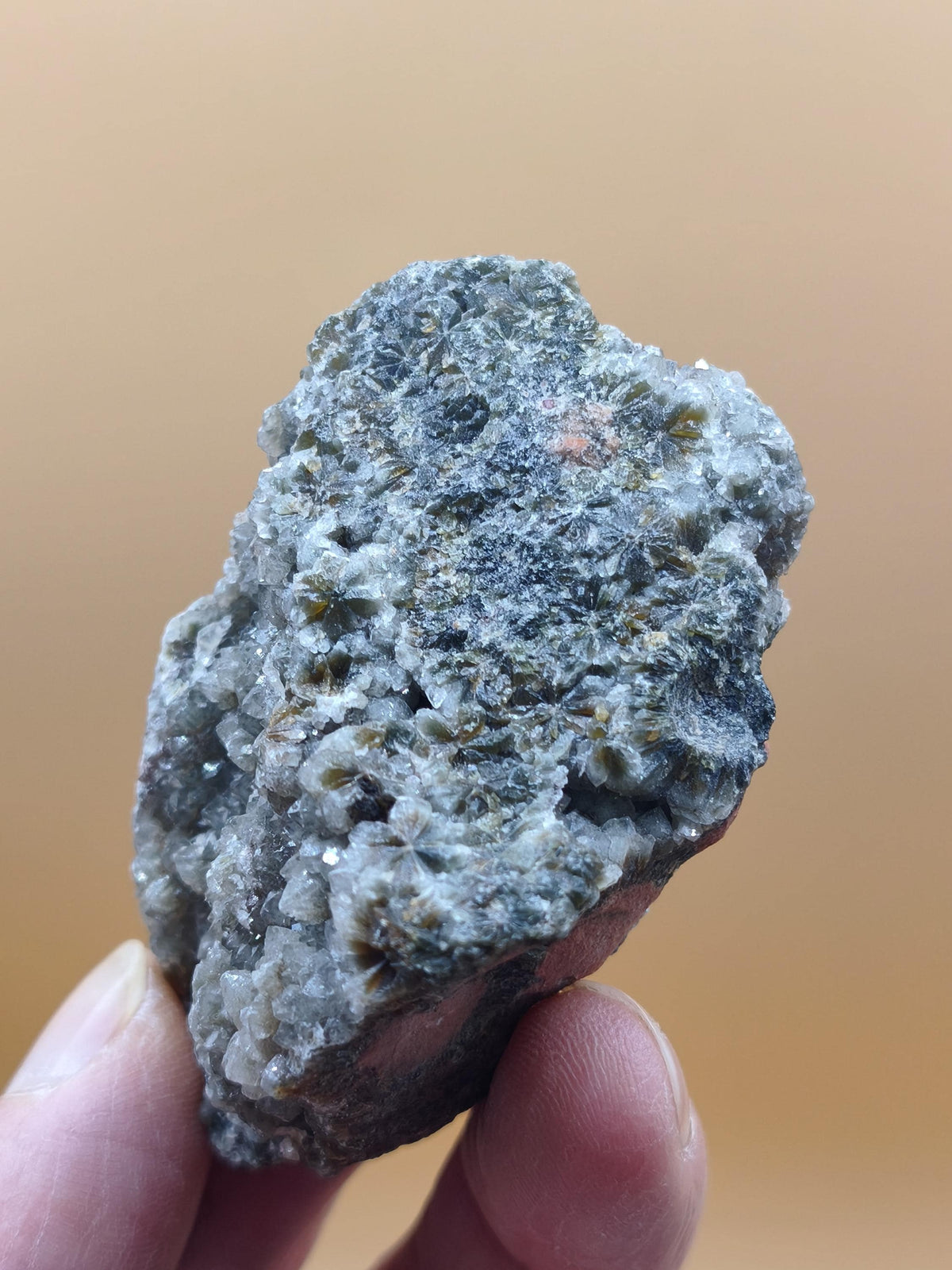 8 Vein Ocean Jasper orbicular raw specimen stone rarity natural healing stone decor crystal gift him her man woman house energy rare collector