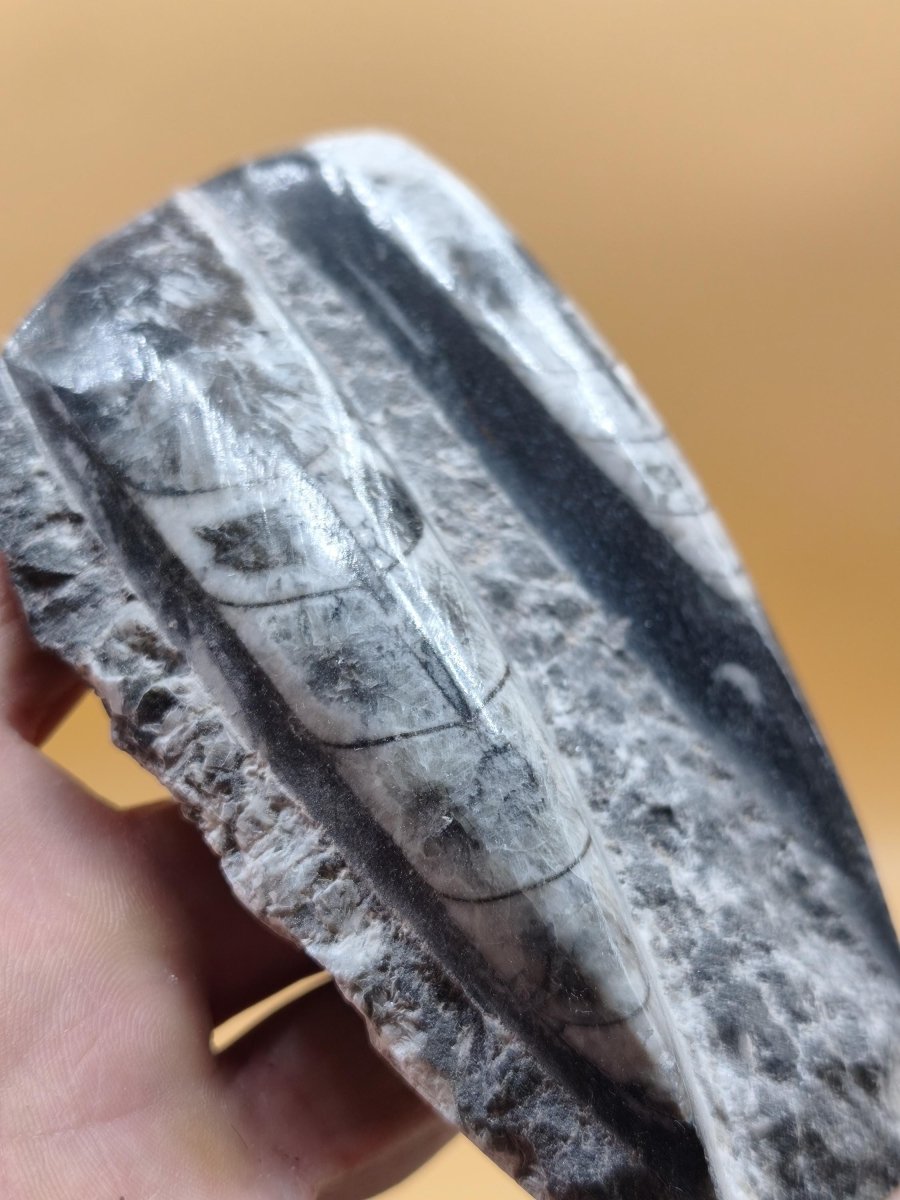 Orthoceras Fossilienplatte mit zwei Versteinerungen | Polierte Naturstein-Dekoration | Unikat Kristalle Mineralien Sammler - Art of Nature Berlin