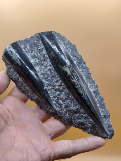 Orthoceras Fossilienplatte mit zwei Versteinerungen | Polierte Naturstein-Dekoration | Unikat Kristalle Mineralien Sammler - Art of Nature Berlin
