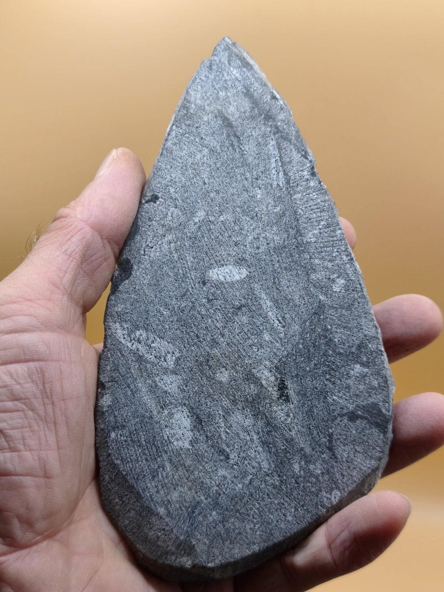 Orthoceras Fossilienplatte mit zwei Versteinerungen | Polierte Naturstein-Dekoration | Unikat Kristalle Mineralien Sammler - Art of Nature Berlin