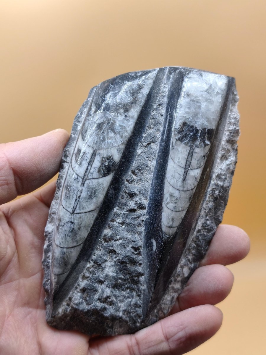 Orthoceras Fossilienplatte mit zwei Versteinerungen | Polierte Naturstein-Dekoration | Unikat Kristalle Mineralien Sammler - Art of Nature Berlin