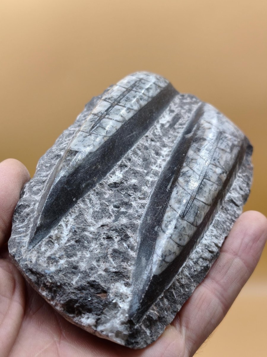 Orthoceras Fossilienplatte mit zwei Versteinerungen | Polierte Naturstein-Dekoration | Unikat Kristalle Mineralien Sammler - Art of Nature Berlin