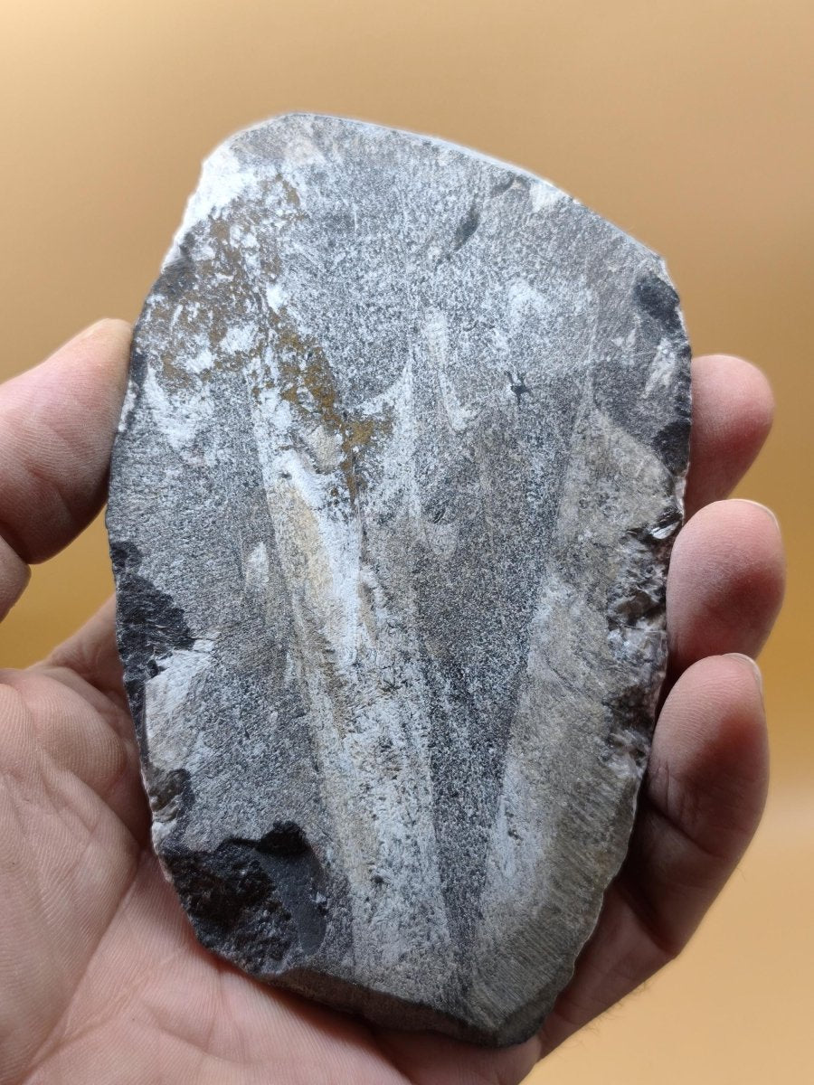 Orthoceras Fossilienplatte mit zwei Versteinerungen | Polierte Naturstein-Dekoration | Unikat Kristalle Mineralien Sammler - Art of Nature Berlin