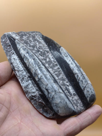 Orthoceras Fossilienplatte mit zwei Versteinerungen | Polierte Naturstein-Dekoration | Unikat Kristalle Mineralien Sammler - Art of Nature Berlin
