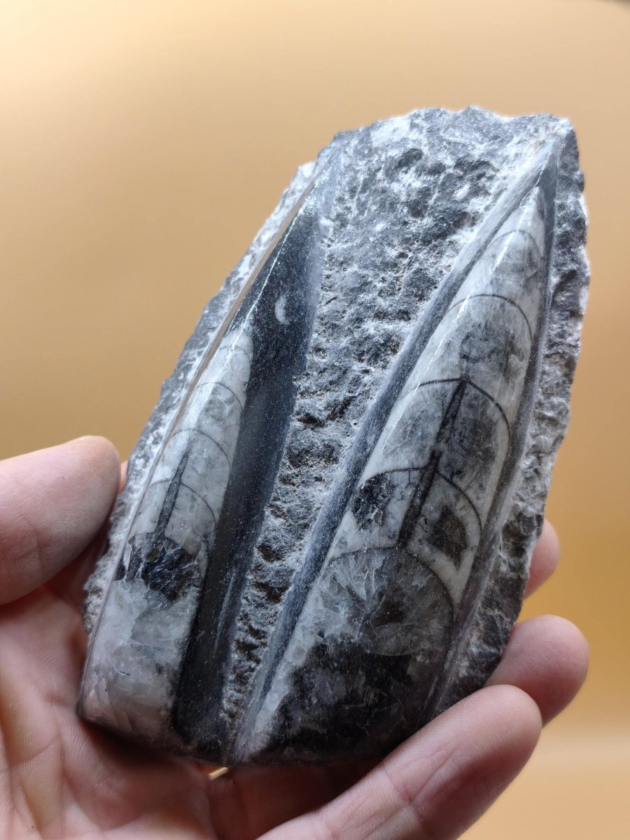 Orthoceras Fossilienplatte mit zwei Versteinerungen | Polierte Naturstein-Dekoration | Unikat Kristalle Mineralien Sammler - Art of Nature Berlin