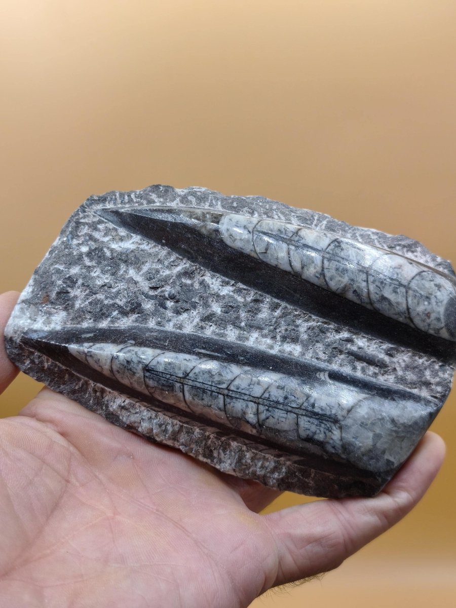 Orthoceras Fossilienplatte mit zwei Versteinerungen | Polierte Naturstein-Dekoration | Unikat Kristalle Mineralien Sammler - Art of Nature Berlin