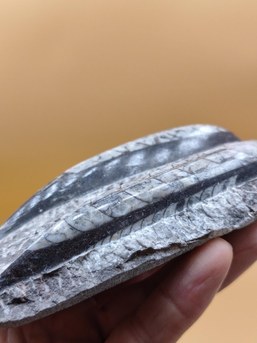 Orthoceras Fossilienplatte mit zwei Versteinerungen | Polierte Naturstein-Dekoration | Unikat Kristalle Mineralien Sammler - Art of Nature Berlin
