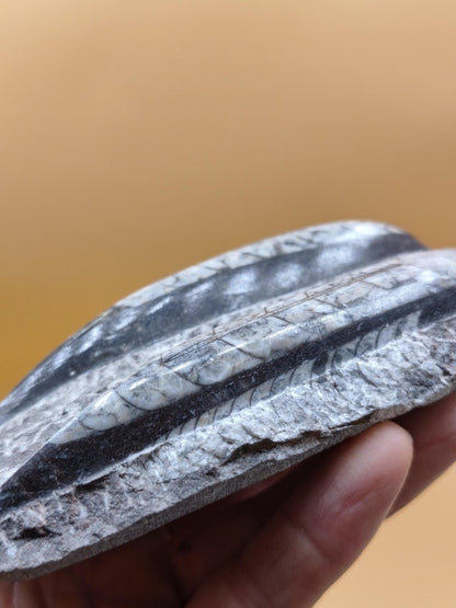 Orthoceras Fossilienplatte mit zwei Versteinerungen | Polierte Naturstein-Dekoration | Unikat Kristalle Mineralien Sammler - Art of Nature Berlin