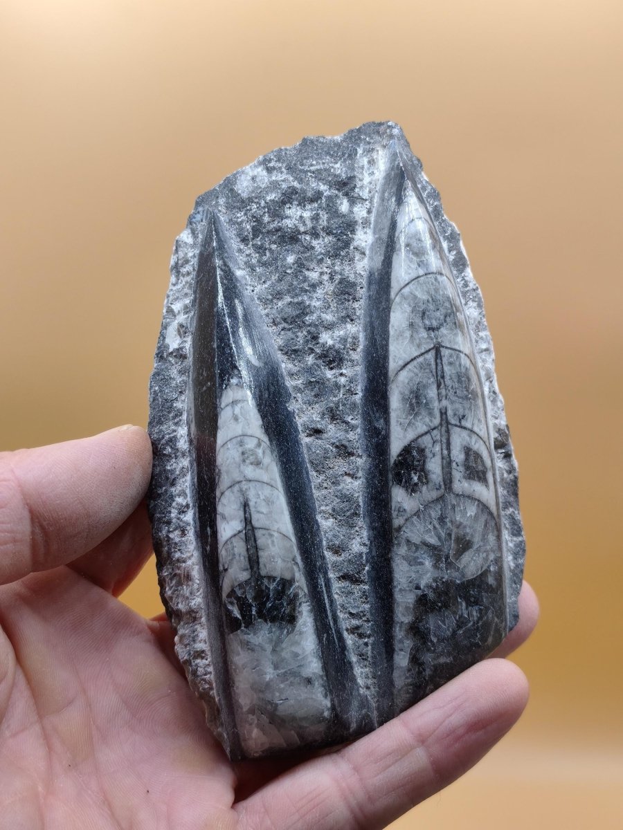 Orthoceras Fossilienplatte mit zwei Versteinerungen | Polierte Naturstein-Dekoration | Unikat Kristalle Mineralien Sammler - Art of Nature Berlin