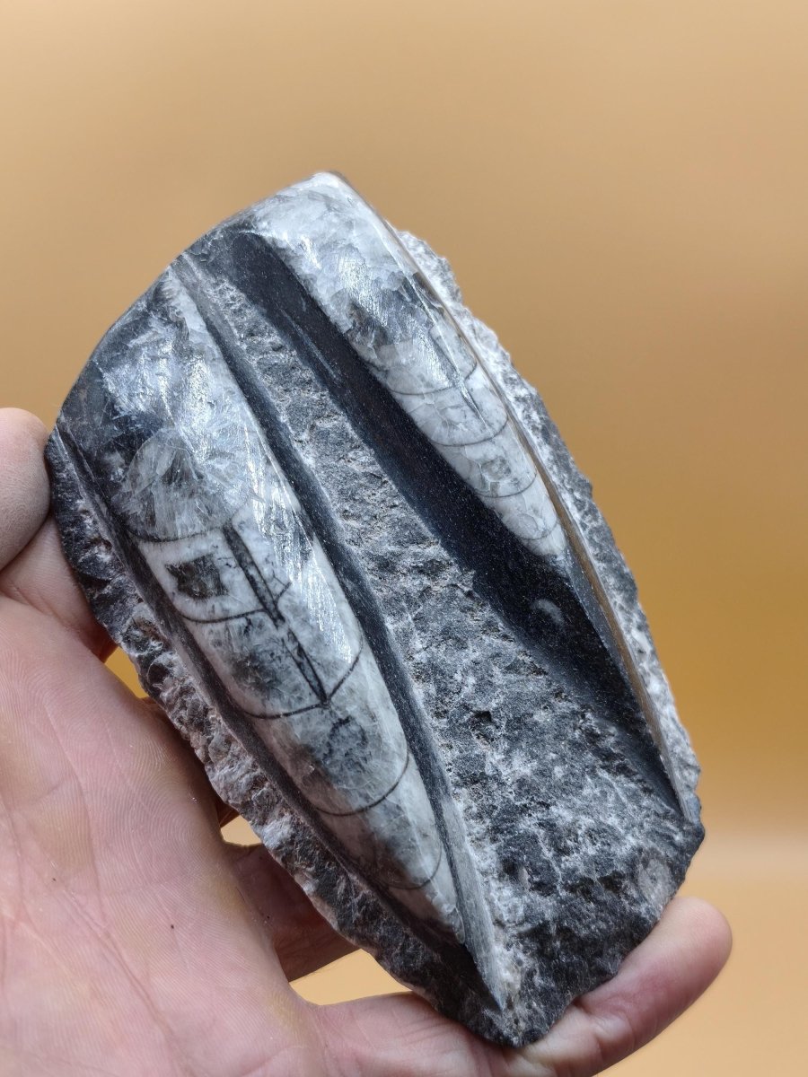 Orthoceras Fossilienplatte mit zwei Versteinerungen | Polierte Naturstein-Dekoration | Unikat Kristalle Mineralien Sammler - Art of Nature Berlin