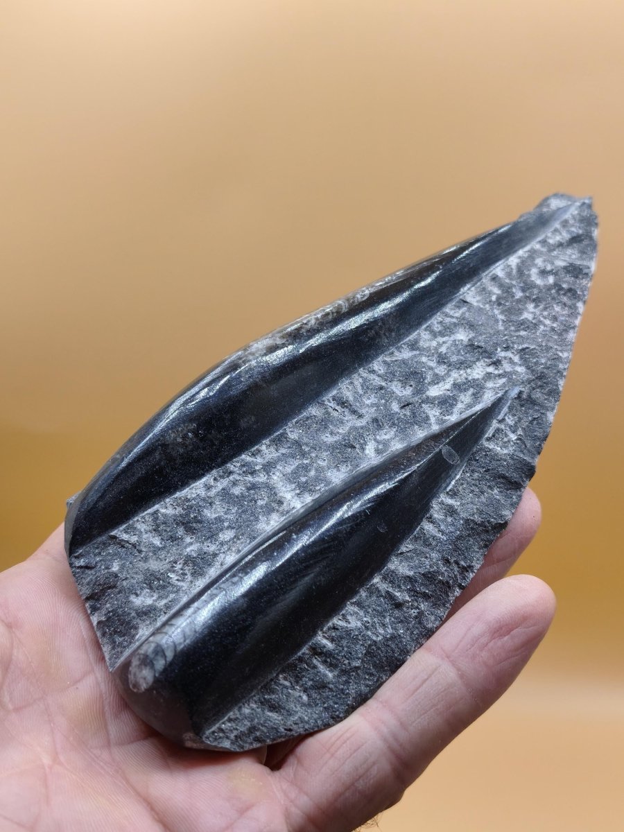 Orthoceras Fossilienplatte mit zwei Versteinerungen | Polierte Naturstein-Dekoration | Unikat Kristalle Mineralien Sammler - Art of Nature Berlin