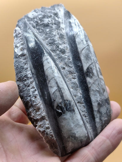 Orthoceras Fossilienplatte mit zwei Versteinerungen | Polierte Naturstein-Dekoration | Unikat Kristalle Mineralien Sammler - Art of Nature Berlin