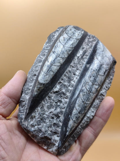 Orthoceras Fossilienplatte mit zwei Versteinerungen | Polierte Naturstein-Dekoration | Unikat Kristalle Mineralien Sammler - Art of Nature Berlin