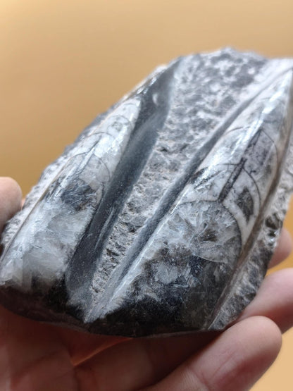Orthoceras Fossilienplatte mit zwei Versteinerungen | Polierte Naturstein-Dekoration | Unikat Kristalle Mineralien Sammler - Art of Nature Berlin