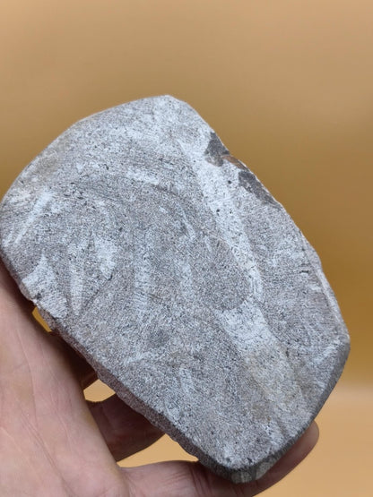 Orthoceras Fossilienplatte mit zwei Versteinerungen | Polierte Naturstein-Dekoration | Unikat Kristalle Mineralien Sammler - Art of Nature Berlin