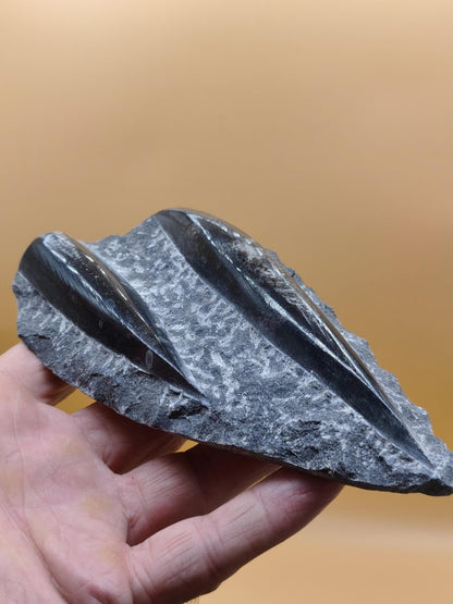 Orthoceras Fossilienplatte mit zwei Versteinerungen | Polierte Naturstein-Dekoration | Unikat Kristalle Mineralien Sammler - Art of Nature Berlin