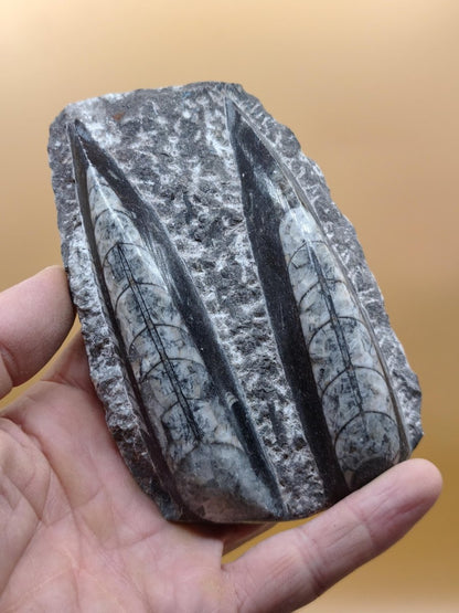 Orthoceras Fossilienplatte mit zwei Versteinerungen | Polierte Naturstein-Dekoration | Unikat Kristalle Mineralien Sammler - Art of Nature Berlin