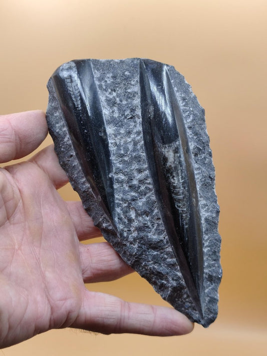 Orthoceras Fossilienplatte mit zwei Versteinerungen | Polierte Naturstein-Dekoration | Unikat Kristalle Mineralien Sammler - Art of Nature Berlin