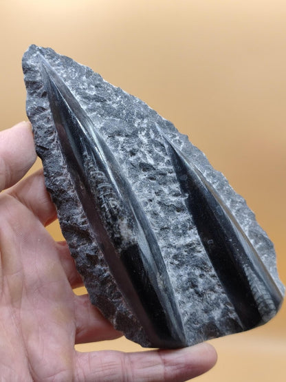 Orthoceras Fossilienplatte mit zwei Versteinerungen | Polierte Naturstein-Dekoration | Unikat Kristalle Mineralien Sammler - Art of Nature Berlin