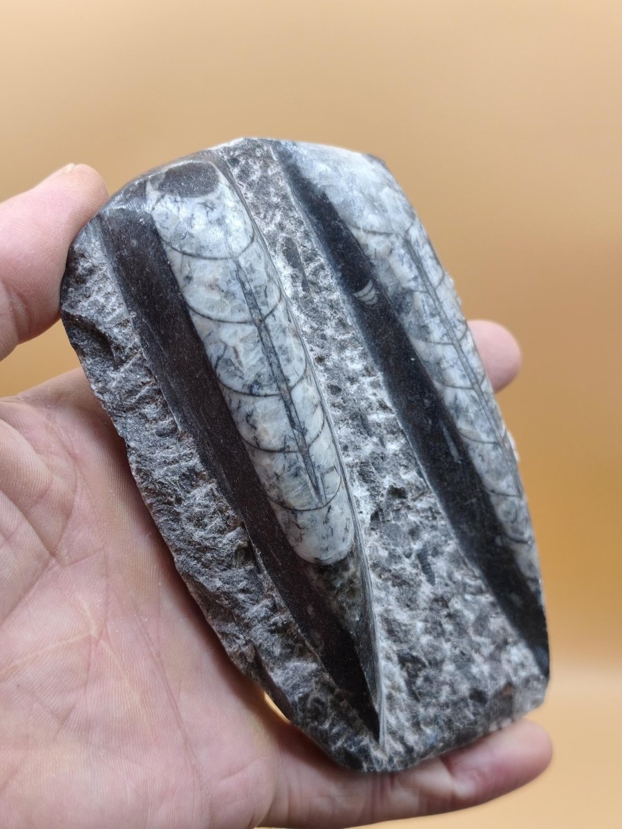 Orthoceras Fossilienplatte mit zwei Versteinerungen | Polierte Naturstein-Dekoration | Unikat Kristalle Mineralien Sammler - Art of Nature Berlin