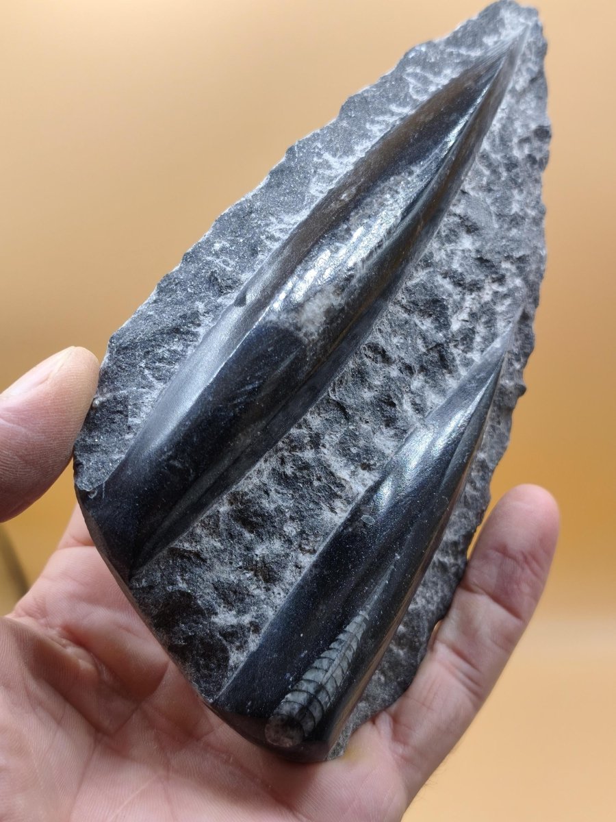 Orthoceras Fossilienplatte mit zwei Versteinerungen | Polierte Naturstein-Dekoration | Unikat Kristalle Mineralien Sammler - Art of Nature Berlin
