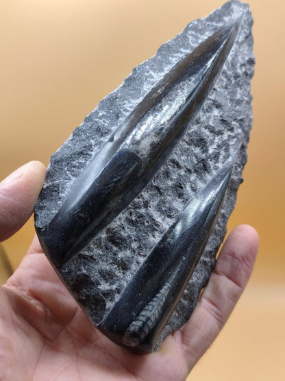 Orthoceras Fossilienplatte mit zwei Versteinerungen | Polierte Naturstein-Dekoration | Unikat Kristalle Mineralien Sammler - Art of Nature Berlin