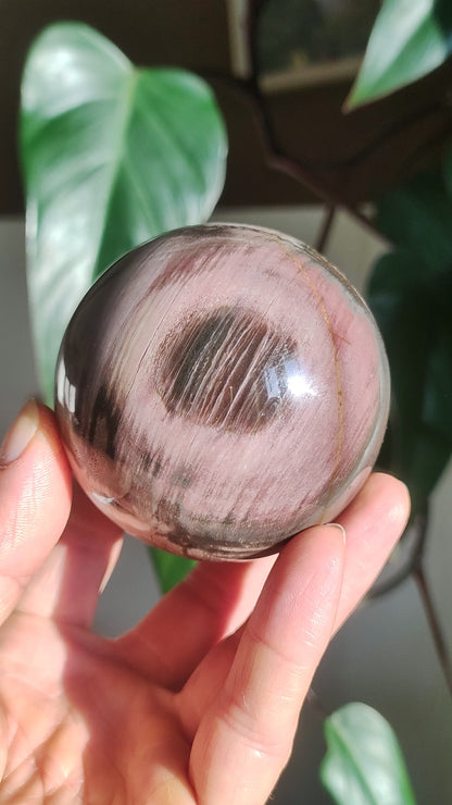 Petrified Wood - XL Gemstone Ball Natural Healing Stone Decoration Sphere Collector Living Nature Quality Rare Rarity Gift Man Woman He She