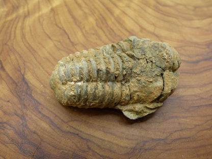 Trilobite Fossil Schnecke großes Dekostück ~HIPPIE ~GOA ~Boho ~Ethno ~Nature ~Heilstein - Art of Nature Berlin