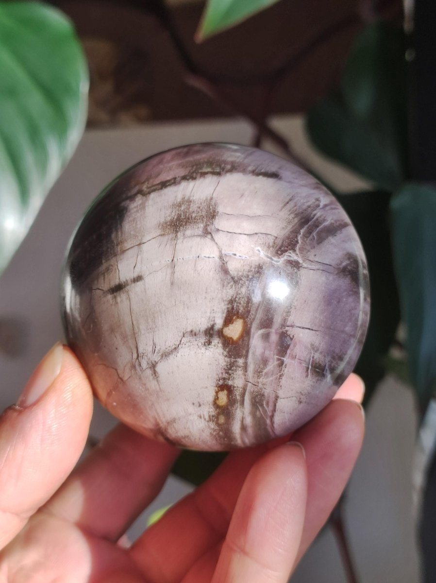 Versteinertes Holz - XL Edelstein Kugel Natur Heilstein Deko Sphere Sammler Wohn Natur Qualität Selten Rarität Geschenk Mann Frau Er Sie - Art of Nature Berlin