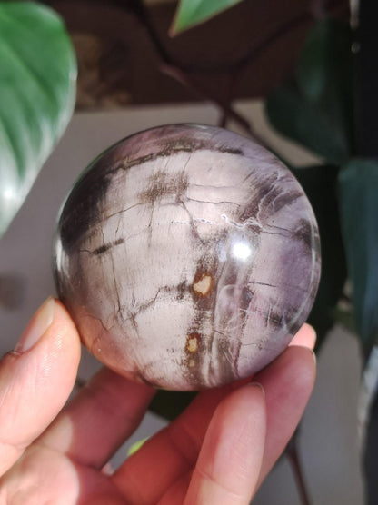 Versteinertes Holz - XL Edelstein Kugel Natur Heilstein Deko Sphere Sammler Wohn Natur Qualität Selten Rarität Geschenk Mann Frau Er Sie - Art of Nature Berlin