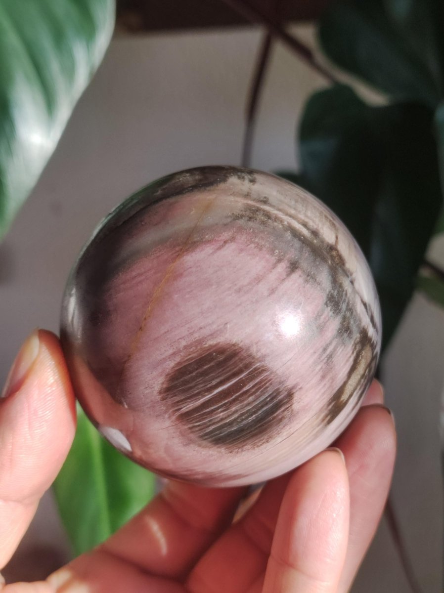 Versteinertes Holz - XL Edelstein Kugel Natur Heilstein Deko Sphere Sammler Wohn Natur Qualität Selten Rarität Geschenk Mann Frau Er Sie - Art of Nature Berlin