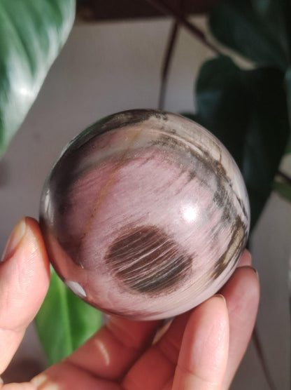 Versteinertes Holz - XL Edelstein Kugel Natur Heilstein Deko Sphere Sammler Wohn Natur Qualität Selten Rarität Geschenk Mann Frau Er Sie - Art of Nature Berlin