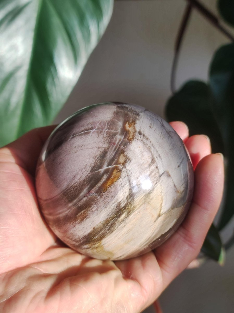 Versteinertes Holz - XL Edelstein Kugel Natur Heilstein Deko Sphere Sammler Wohn Natur Qualität Selten Rarität Geschenk Mann Frau Er Sie - Art of Nature Berlin