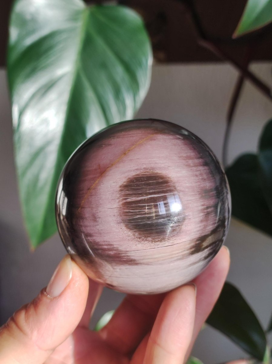 Versteinertes Holz - XL Edelstein Kugel Natur Heilstein Deko Sphere Sammler Wohn Natur Qualität Selten Rarität Geschenk Mann Frau Er Sie - Art of Nature Berlin