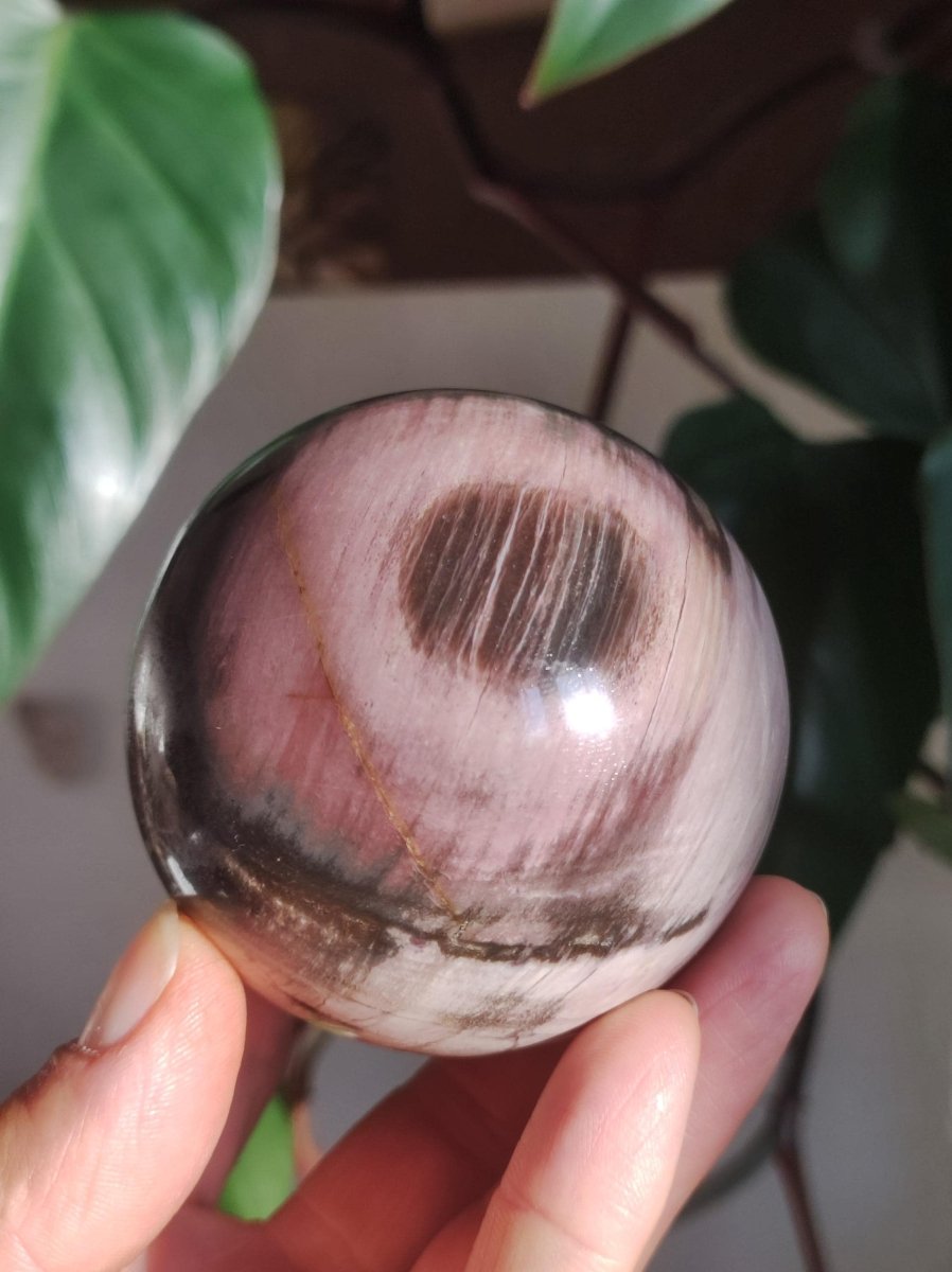 Versteinertes Holz - XL Edelstein Kugel Natur Heilstein Deko Sphere Sammler Wohn Natur Qualität Selten Rarität Geschenk Mann Frau Er Sie - Art of Nature Berlin