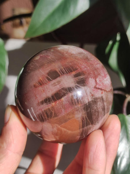 Versteinertes Holz - XL Edelstein Kugel rot Natur Heilstein Deko Sphere Sammler Wohn Natur Qualität Selten Rarität Geschenk Mann Frau Er Sie - Art of Nature Berlin