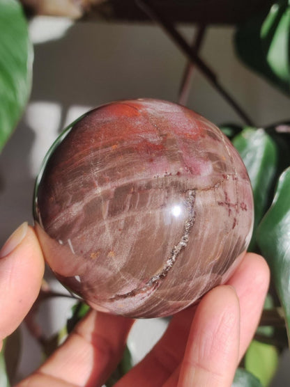 Versteinertes Holz - XL Edelstein Kugel rot Natur Heilstein Deko Sphere Sammler Wohn Natur Qualität Selten Rarität Geschenk Mann Frau Er Sie - Art of Nature Berlin
