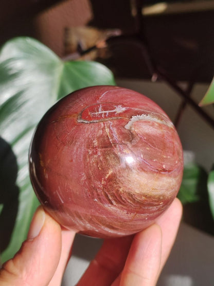 Versteinertes Holz - XL Edelstein Kugel rot Natur Heilstein Deko Sphere Sammler Wohn Natur Qualität Selten Rarität Geschenk Mann Frau Er Sie - Art of Nature Berlin