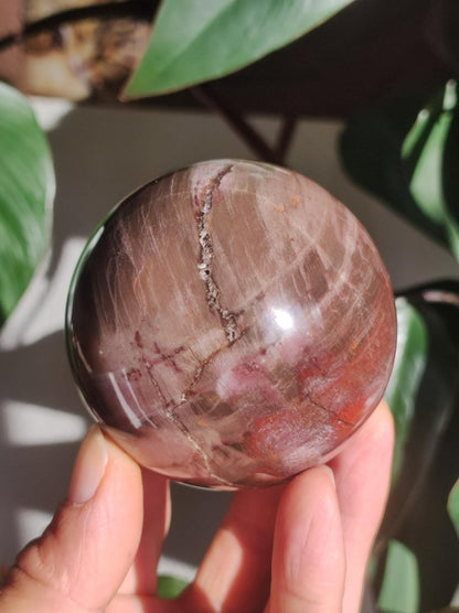 Versteinertes Holz - XL Edelstein Kugel rot Natur Heilstein Deko Sphere Sammler Wohn Natur Qualität Selten Rarität Geschenk Mann Frau Er Sie - Art of Nature Berlin