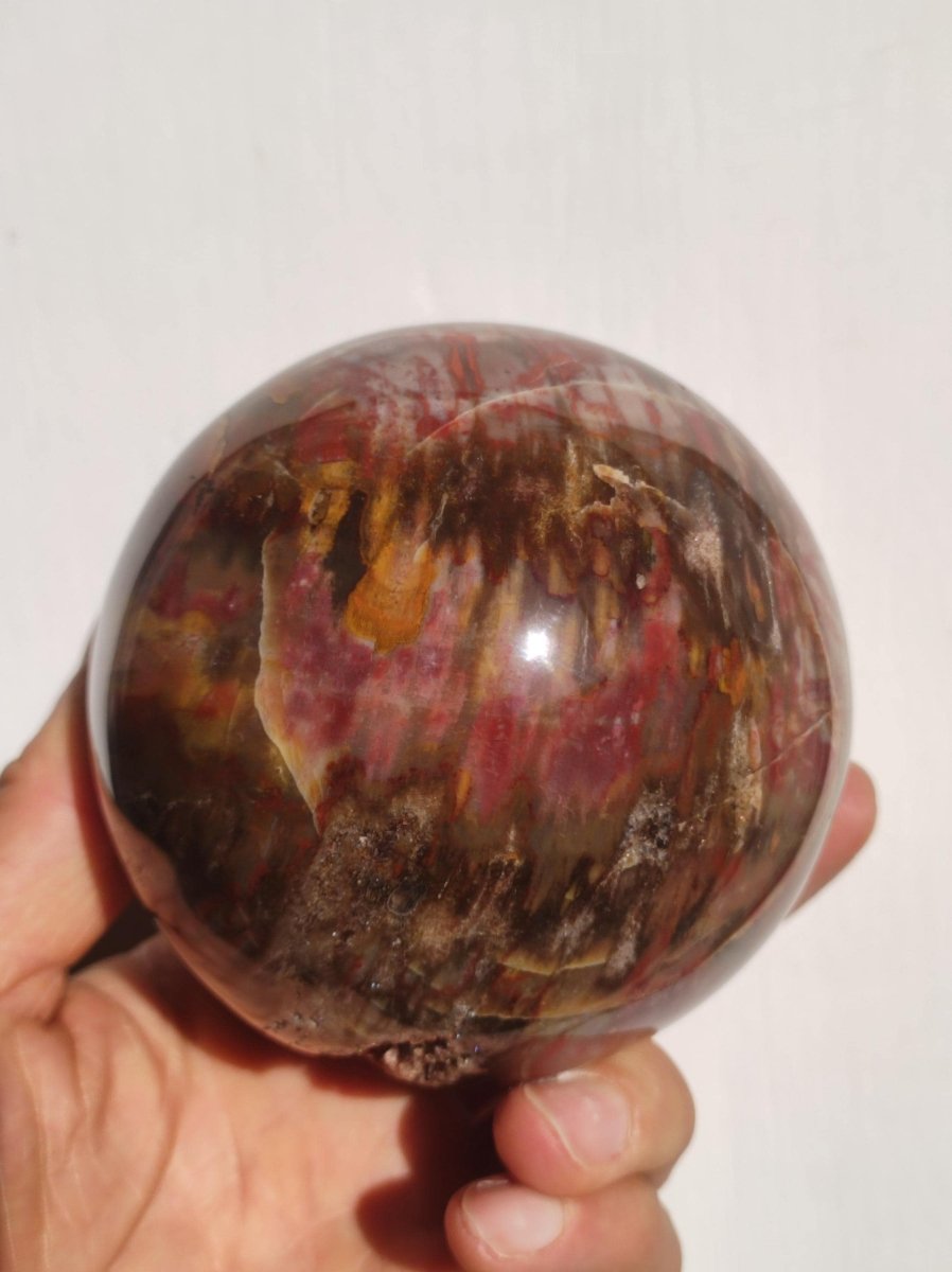 Versteinertes Holz - XXL Edelstein Kugel Natur Heilstein Deko Sphere Sammler Wohn Natur Qualität Selten Rarität Geschenk Mann Frau Er Sie - Art of Nature Berlin