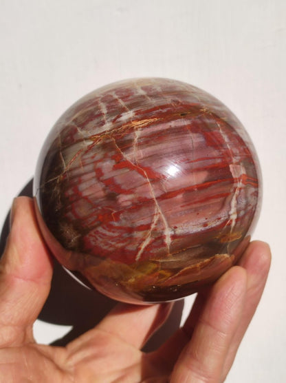 Versteinertes Holz - XXL Edelstein Kugel Natur Heilstein Deko Sphere Sammler Wohn Natur Qualität Selten Rarität Geschenk Mann Frau Er Sie - Art of Nature Berlin