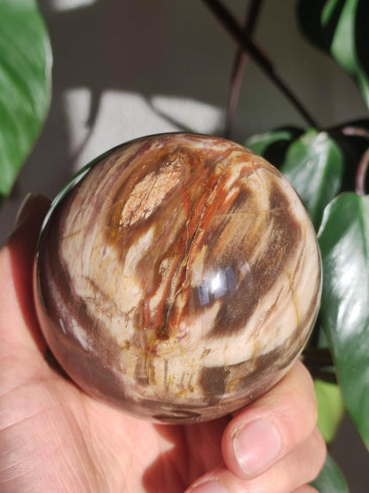 Versteinertes Holz - XXL Edelstein Kugel Natur Heilstein Deko Sphere Sammler Wohn Natur Qualität Selten Rarität Geschenk Mann Frau Er Sie - Art of Nature Berlin
