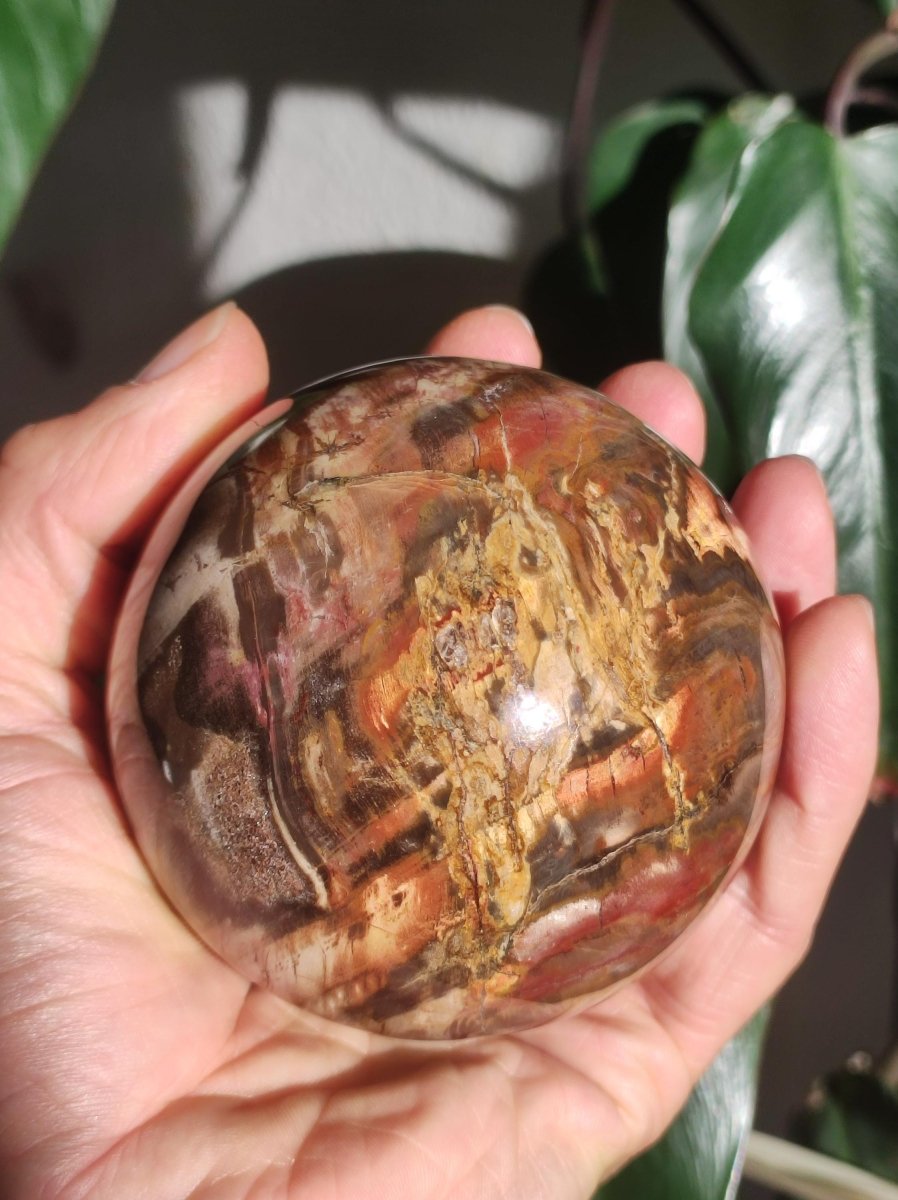 Versteinertes Holz - XXL Edelstein Kugel Natur Heilstein Deko Sphere Sammler Wohn Natur Qualität Selten Rarität Geschenk Mann Frau Er Sie - Art of Nature Berlin